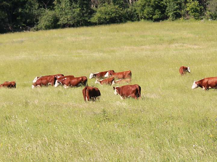 Hereford cattle grazing on a sunny afternoon