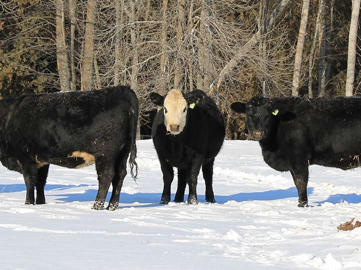 Cattle outdoors in winter